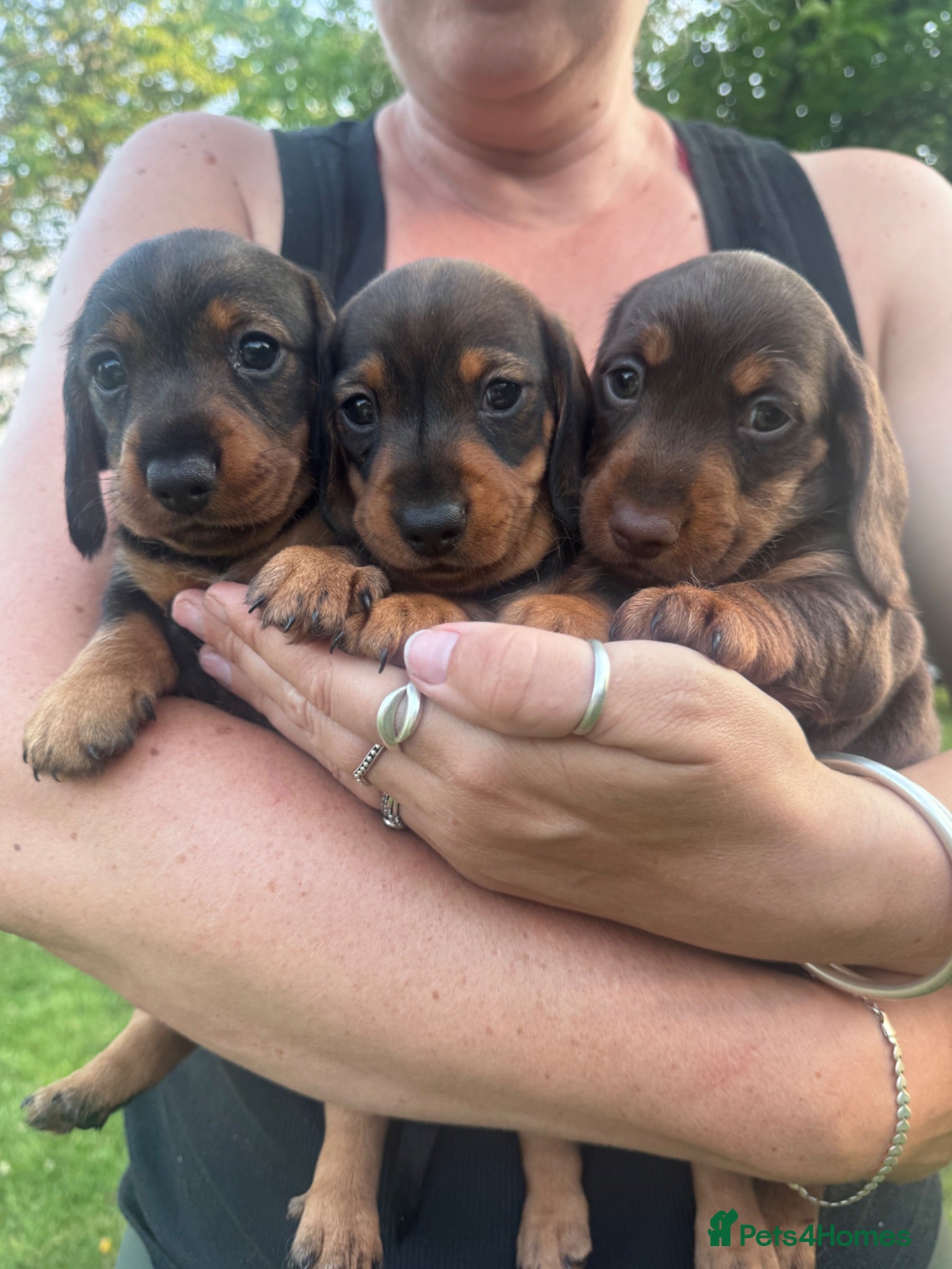 Miniature Dachshund dogs Beautiful babies  - Advert 1