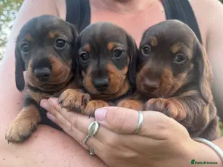 Miniature Dachshund dogs Beautiful babies - Advert 2
