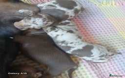 Miniature Dachshund dogs for sale: Minture dachshund puppies  - Image 11