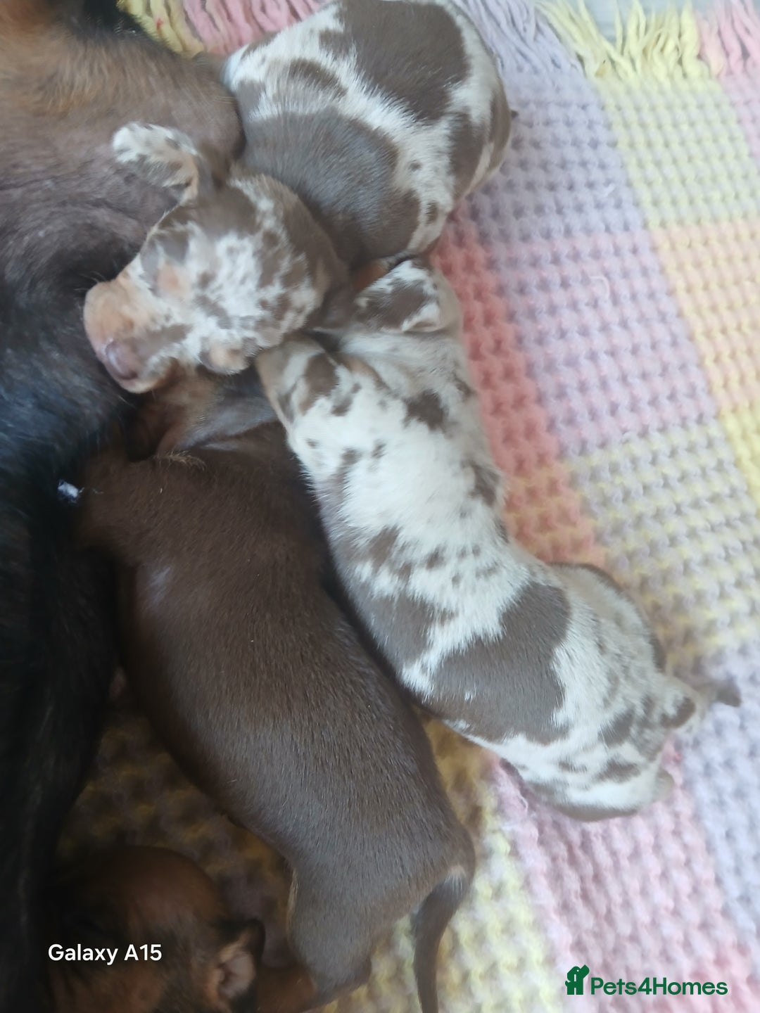 Miniature Dachshund dogs for sale: Minture dachshund puppies  - Image 11