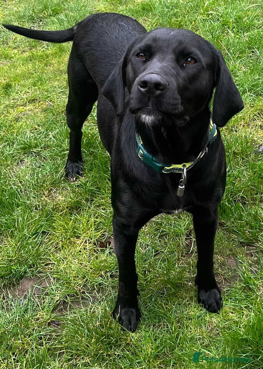 Labrador Retriever dogs for sale: Beautiful female  - Advert 1