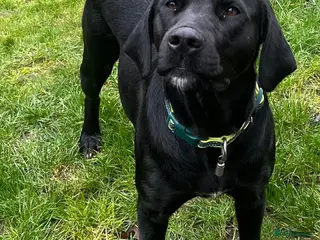 Labrador Retriever dogs Beautiful female - Advert 2