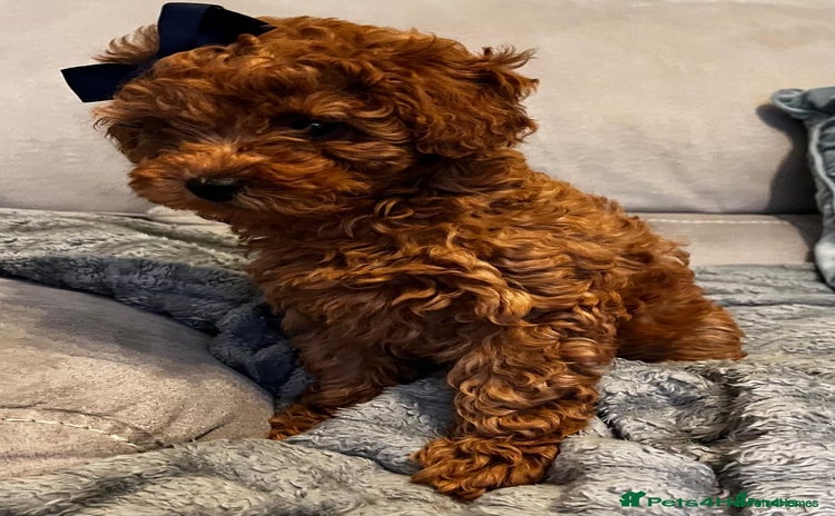 Toy Poodle dogs - Advert 7