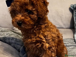 Toy Poodle dogs - Advert 1