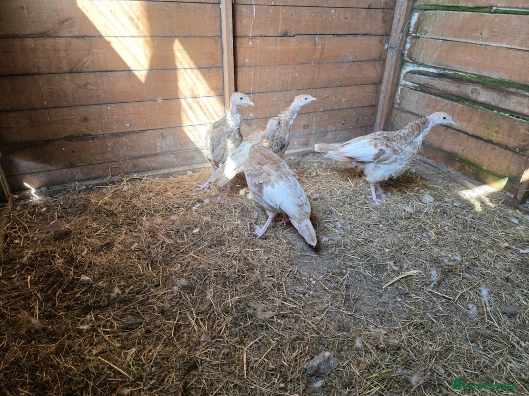 Turkeys poultry for sale: x4 Bourbon Red Turkeys - Image 2