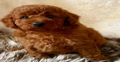 Cavapoo dogs - Advert 15