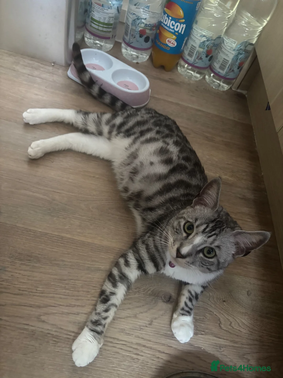 Mixed Breed cats for sale: Bengal cross kittens - Advert 2