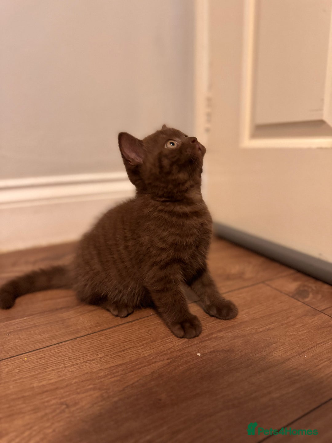 British Shorthair cats for sale: British Shorthair kittens  - Image 10