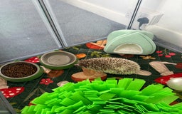Pygmy Hedgehog rodents for sale: Hedgehog and full set up for sale - Image 1