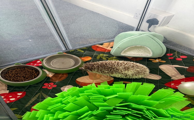 Pygmy Hedgehog rodents - Advert 1