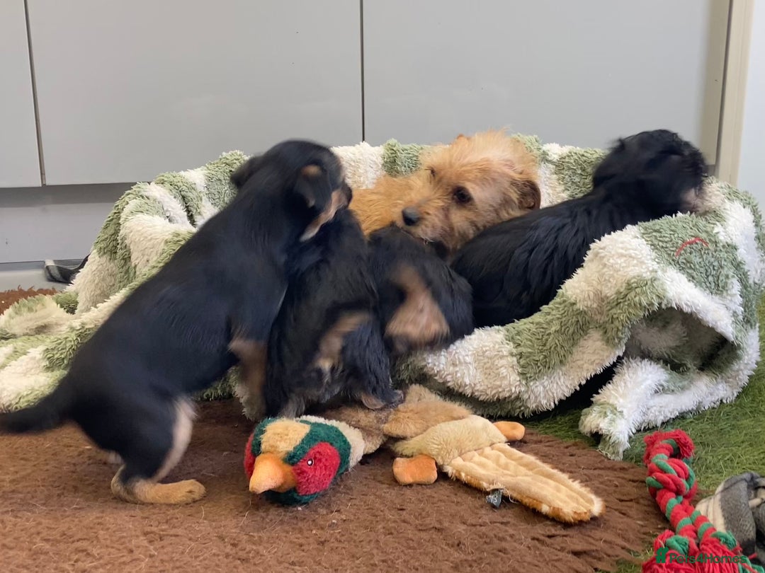 Mixed Breed dogs for sale: Norfolk Border cross puppies - Advert 6