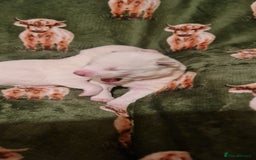 Siberian Husky dogs for sale: Outstanding Siberian husky puppies  - Advert 9