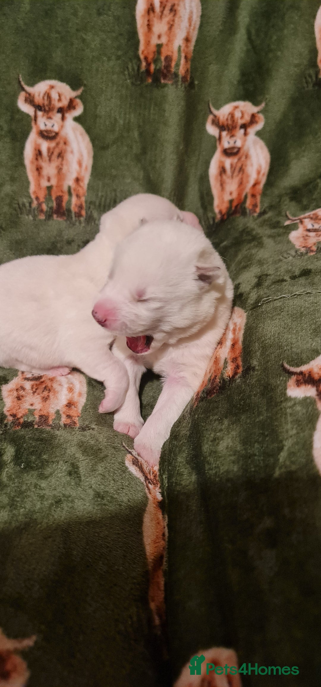 Siberian Husky dogs for sale: Outstanding Siberian husky puppies  - Advert 9