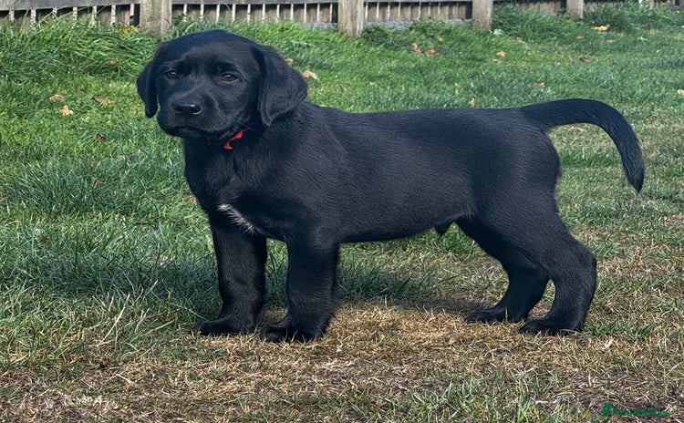 Labrador Retriever dogs - Advert 2