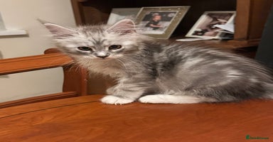 Maine Coon cats - Advert 2