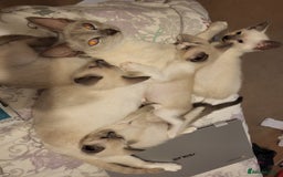Snowshoe cats for sale: Full Pedigree Snowshoe Kittens - Image 2