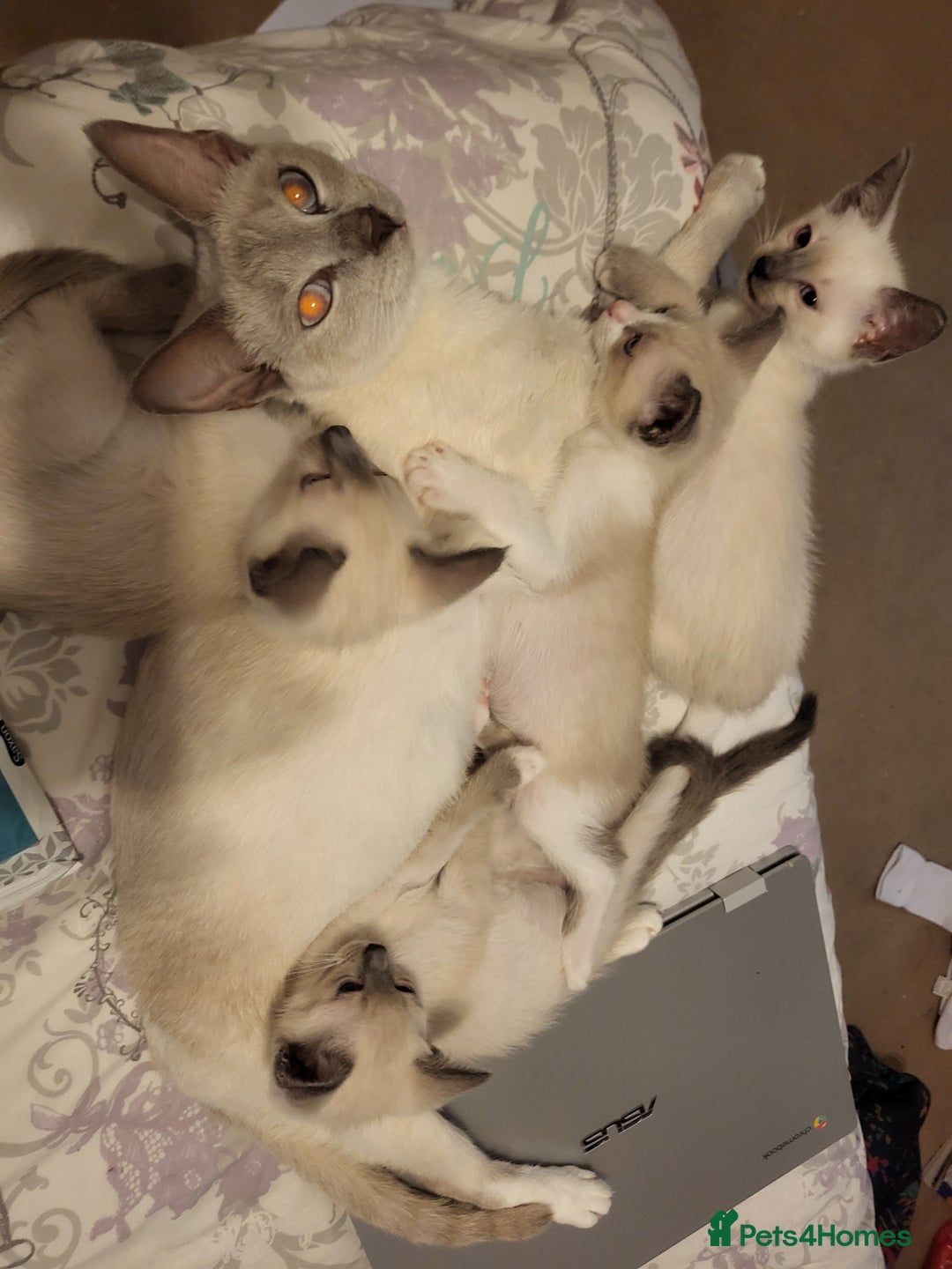 Snowshoe cats for sale: Full Pedigree Snowshoe Kittens - Image 2