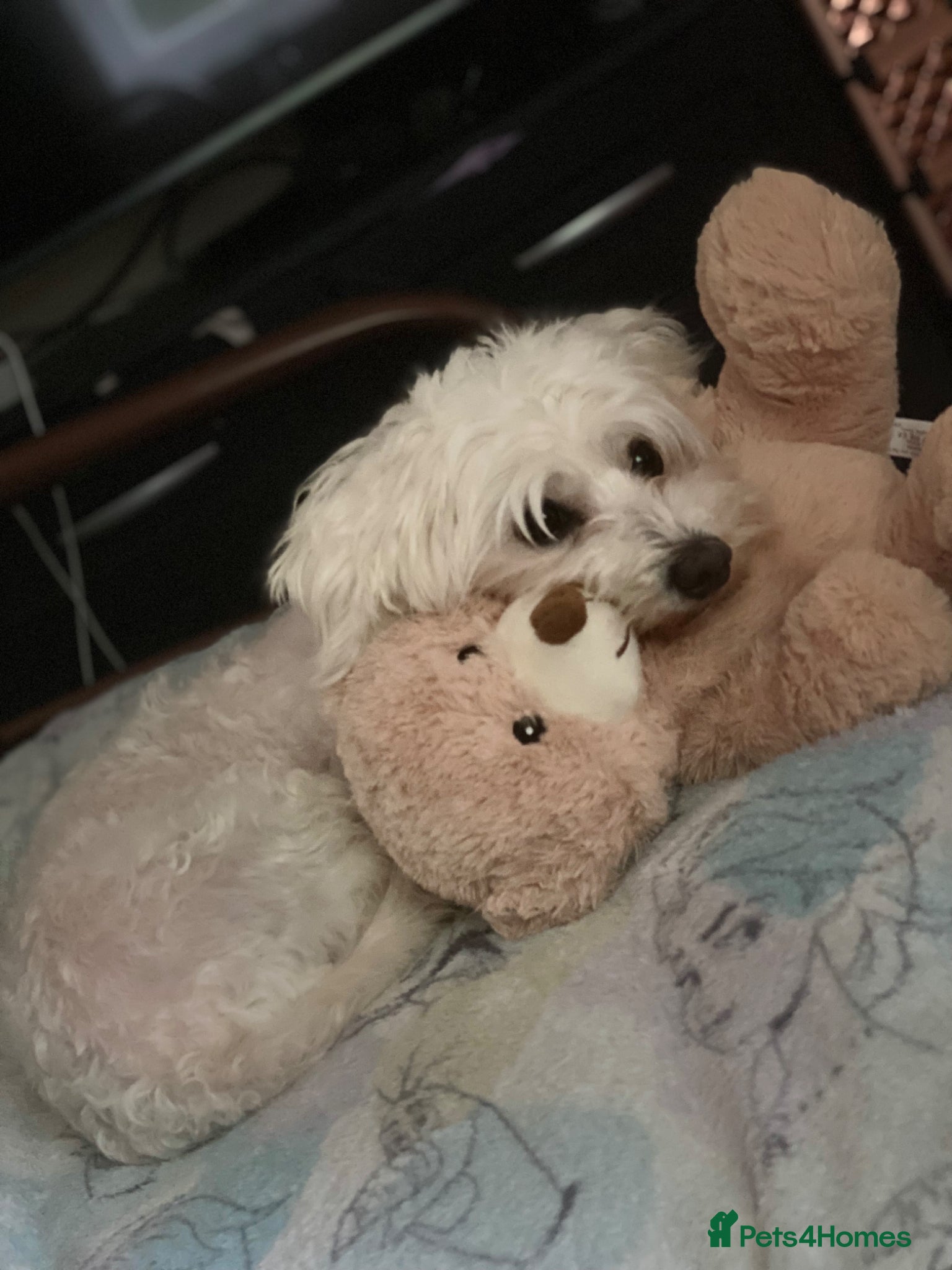 Maltese dogs Our sweet girl needs forever home  - Advert 12