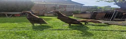 Ducks poultry for sale: 3 Runner Ducks  - Advert 2