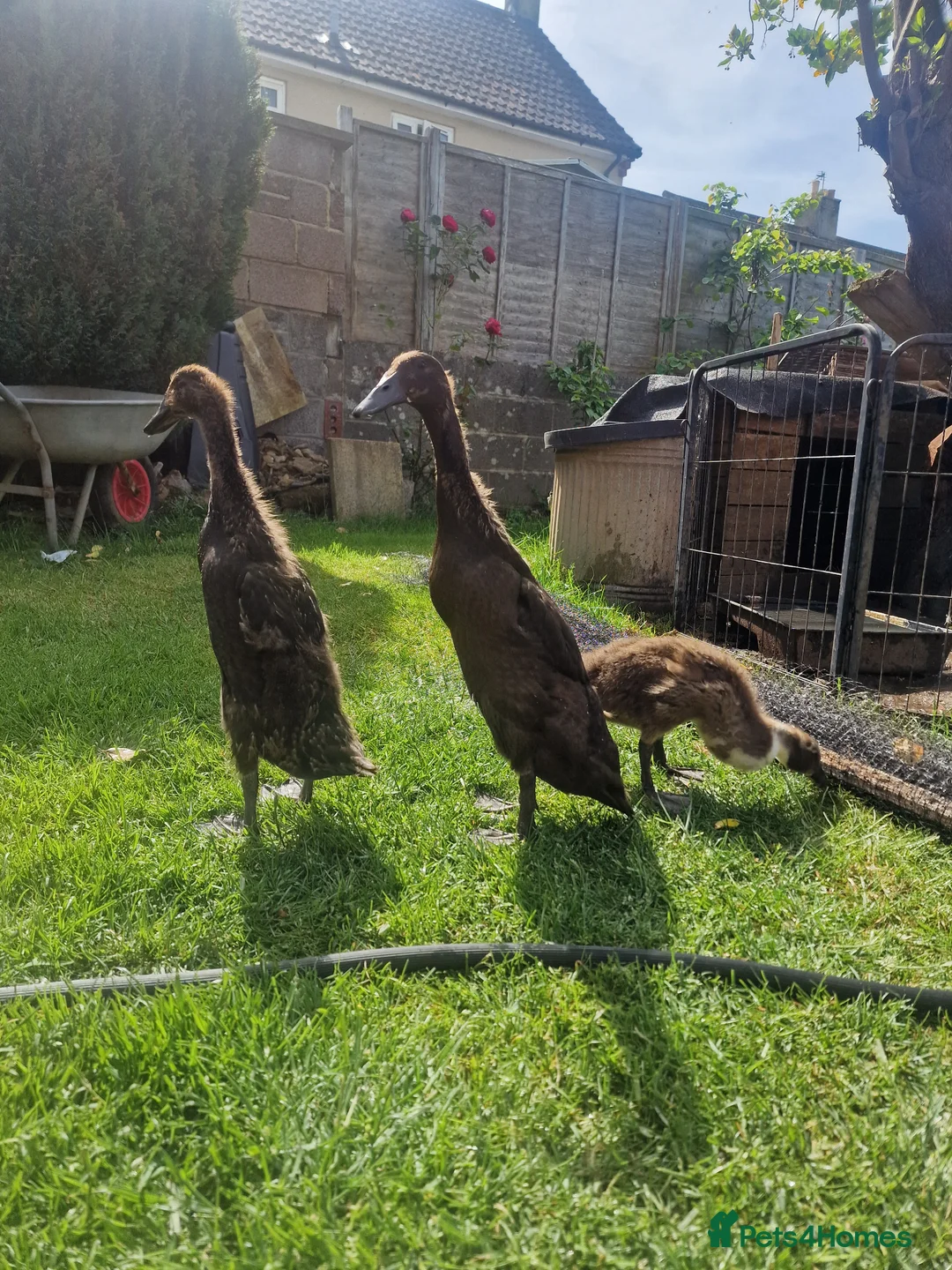 Ducks poultry for sale: 3 Runner Ducks  - Advert 2