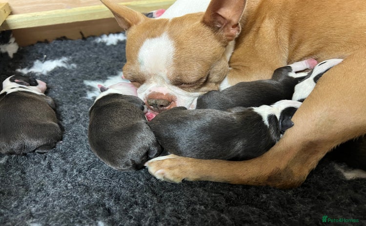 Boston Terrier dogs - Advert 1