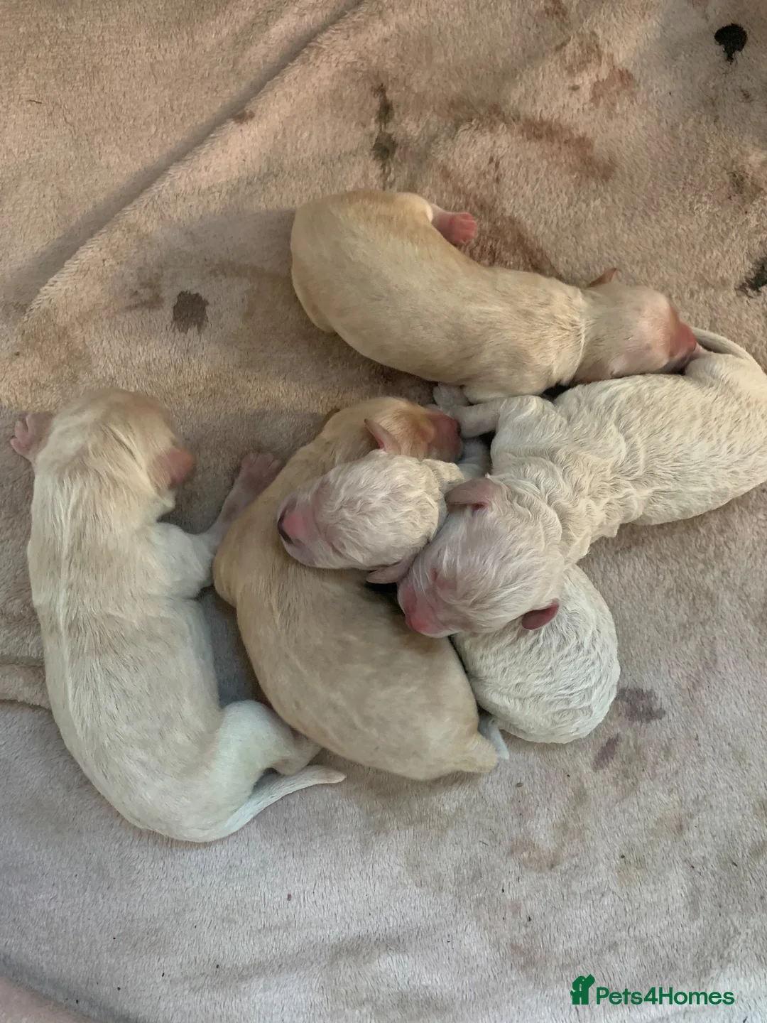 Cockapoo dogs for sale: Adorable puppies in Norwich - Advert 2