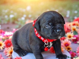 Staffordshire Bull Terrier dogs - Advert 2