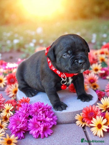 Staffordshire Bull Terrier dogs - Advert 13