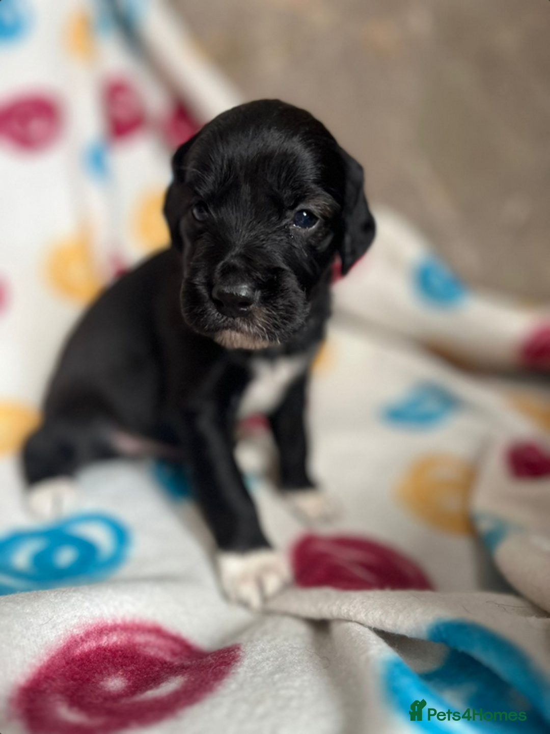 English Setter dogs for adoption: Setter x Pups (Rina's Puppies) - Image 30