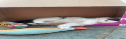 Ragdoll cats for sale: Adorable, Affectionate Part Ragdoll Kittens - Advert 8