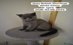 British Shorthair cats for sale: My 3 cute girls are ready to find new family💗  - Image 8