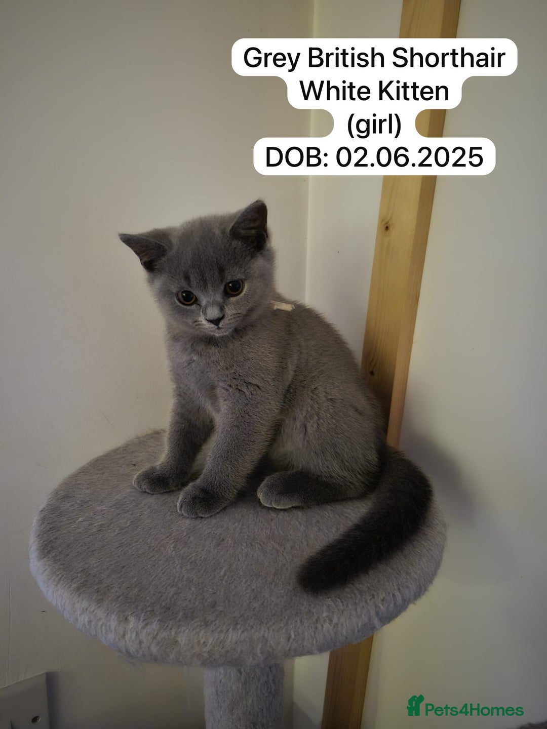 British Shorthair cats for sale: My 3 cute girls are ready to find new family💗  - Image 8