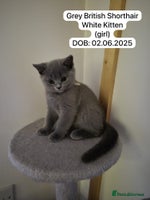 British Shorthair cats - Advert 4