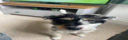 Jack Russell dogs for stud: Jack Russell broken haired soften temperament  in Skipton - Advert 4