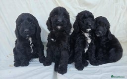 Cockapoo dogs for sale: Cockapoo - Image 10