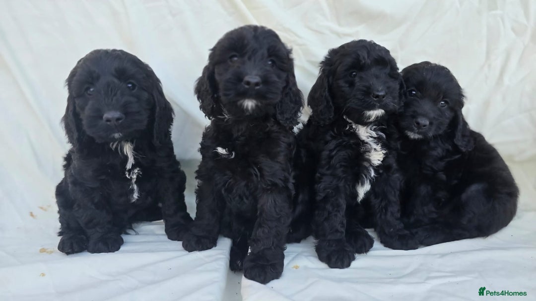 Cockapoo dogs for sale: Cockapoo - Image 10