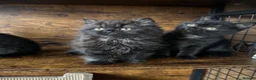 British Shorthair cats for sale: British Shorthair KITTENS  - Advert 3