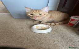 British Shorthair cats for sale: Beautiful boy - Image 2
