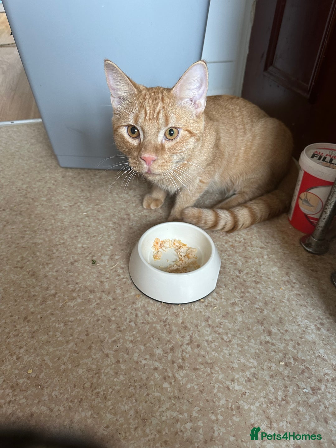 British Shorthair cats for sale: Beautiful boy - Image 2