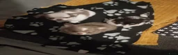 Chihuahua dogs for sale: 1 gorgeous long haired lilac and white boy  - Advert 3