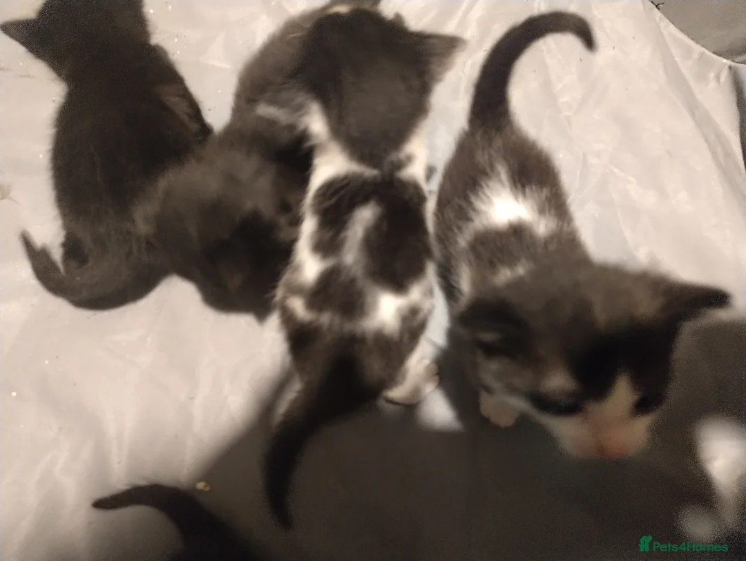 British Shorthair cats for sale: Beautiful kittens  - Advert 4