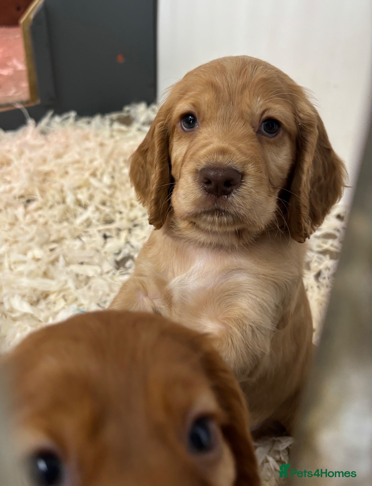 Cocker Spaniel dogs Excellent kc reg cocker spaniel pups.  - Advert 1