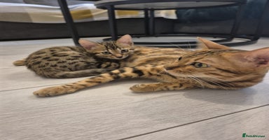 Bengal cats - Advert 6