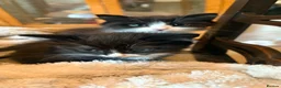 Mixed Breed cats for sale: 2 x adorable kittens in Dudley - Advert 5