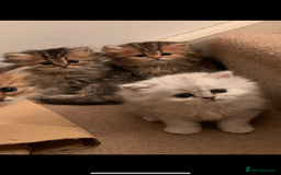 Persian cats for sale: 7 x beautiful persian kittens ready Thursday 14/08 - Image 10