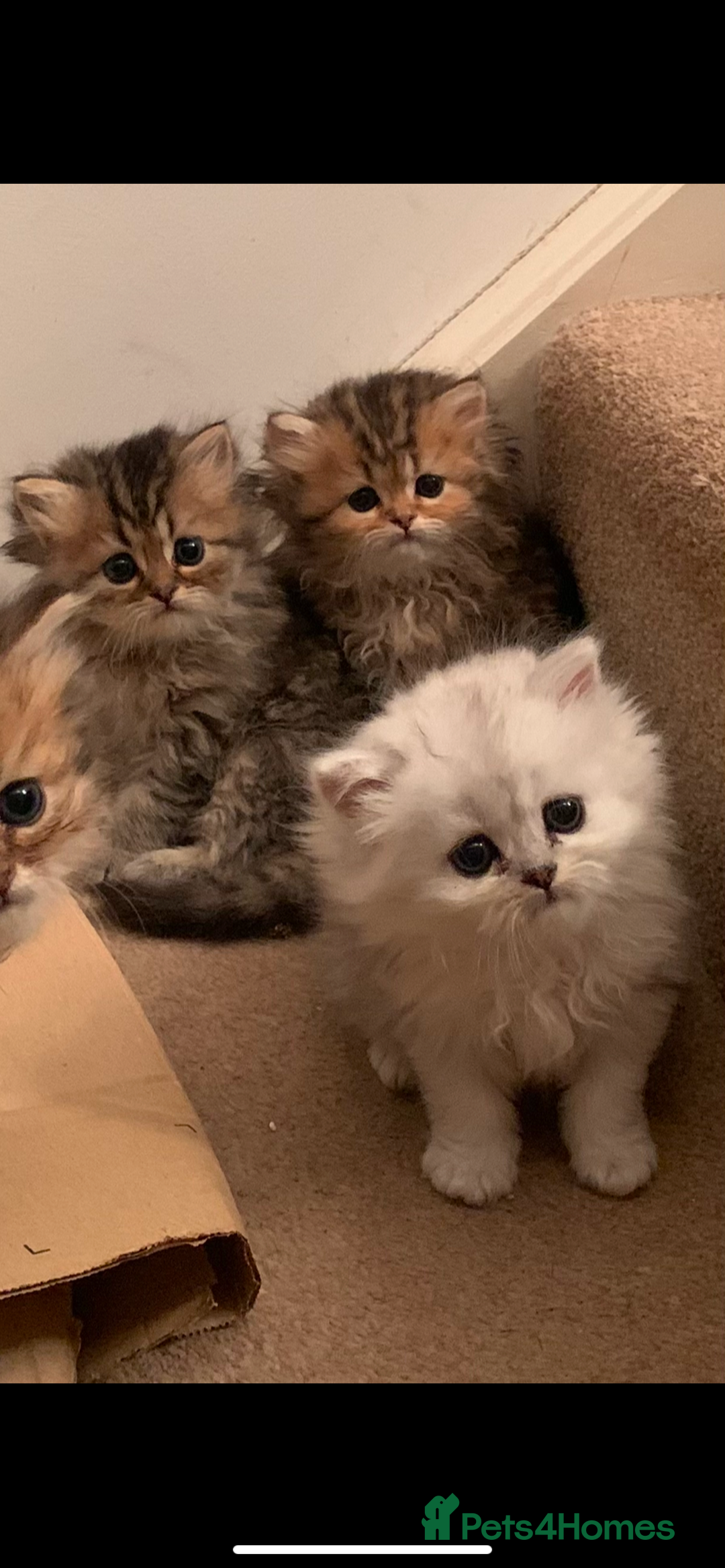 Persian cats for sale: 7 x beautiful persian kittens ready Thursday 14/08 - Image 10