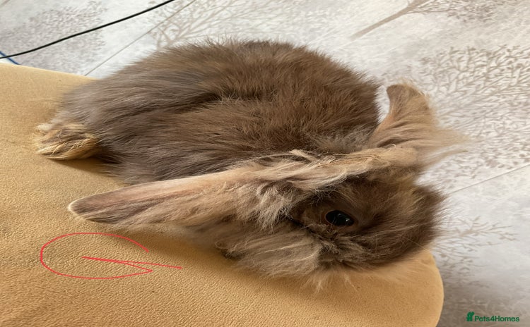 Mixed Breed rabbits in Goole - Advert 14