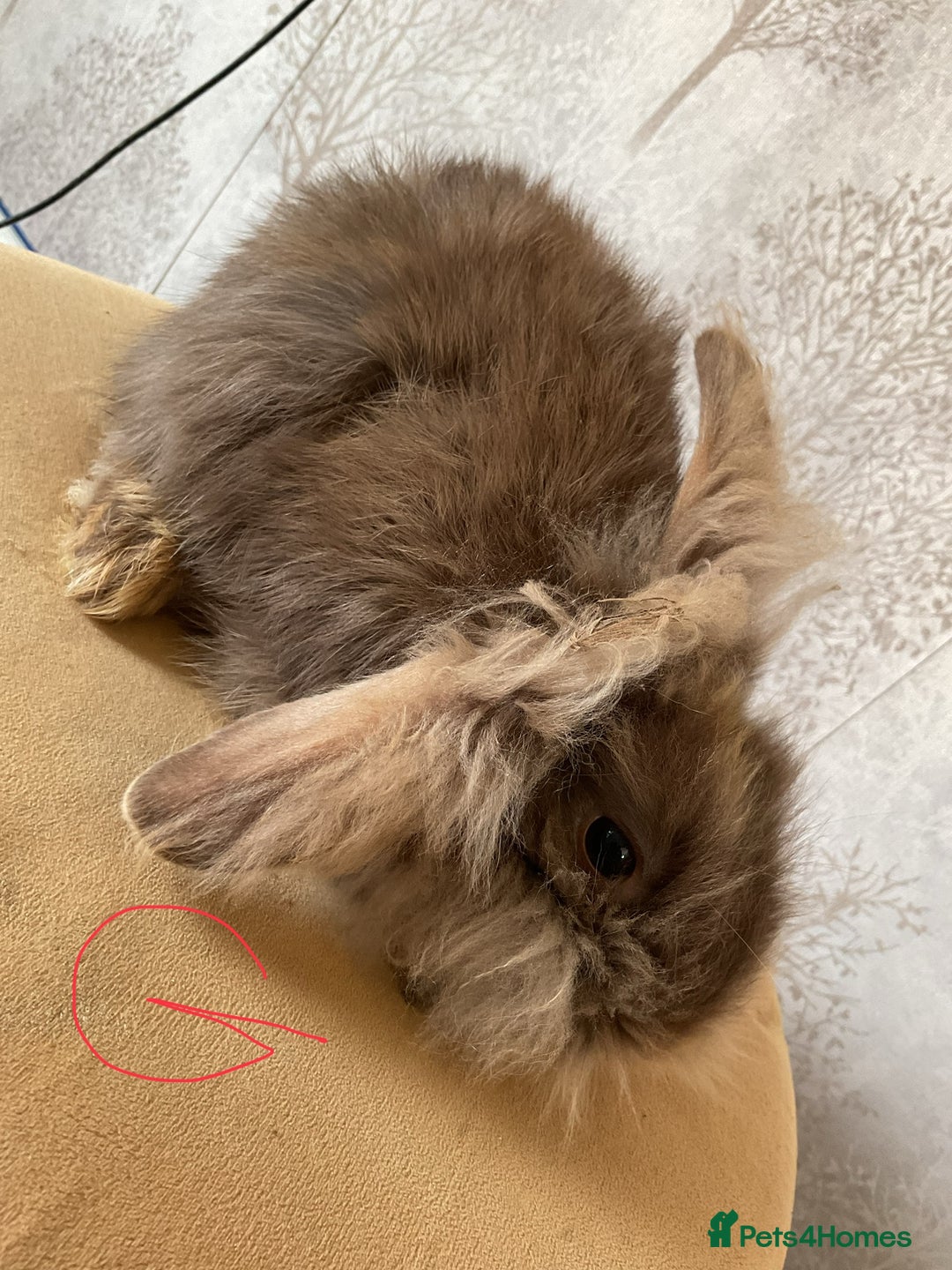 Mixed Breed rabbits for sale: 6 fluffy bunnies in Goole - Image 1
