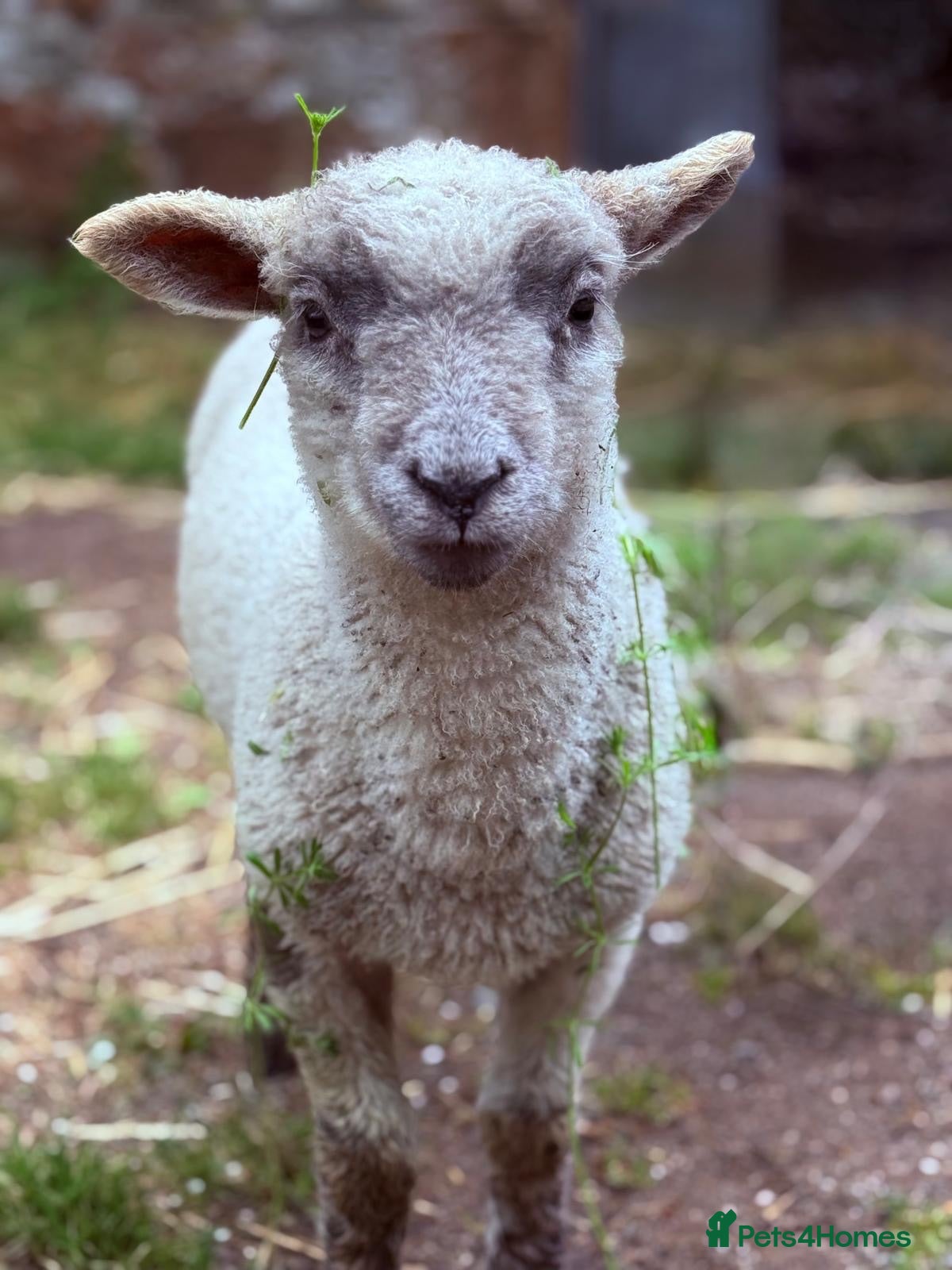 Sheep livestock 5 Sheep for Pet Home Only - Advert 2