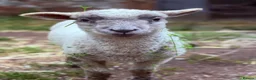 Sheep livestock for sale: 5 Sheep for Pet Home Only - Advert 1